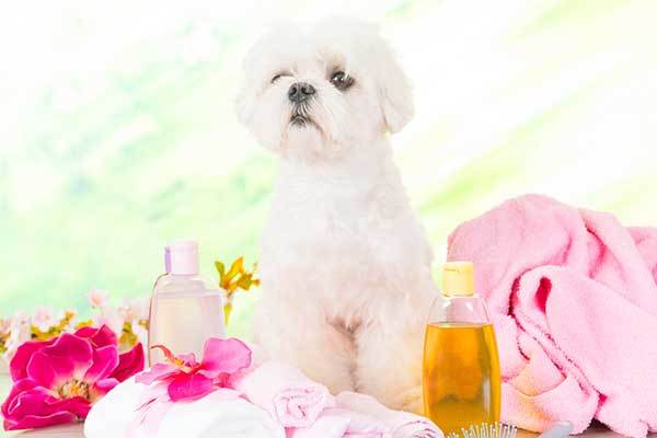 Are essential oils safe for dogs to smell?