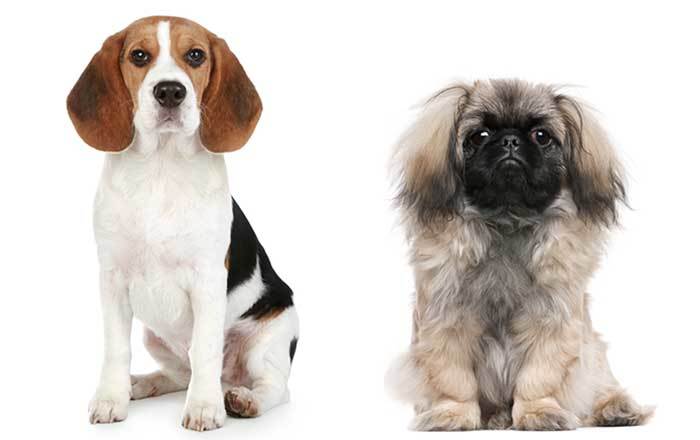 pekingese beagle mix - The Peagle Guide