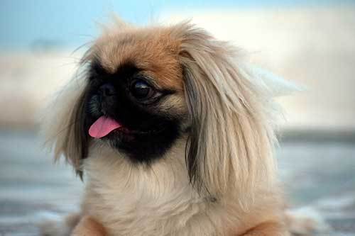 the history of the pekingese dog breed