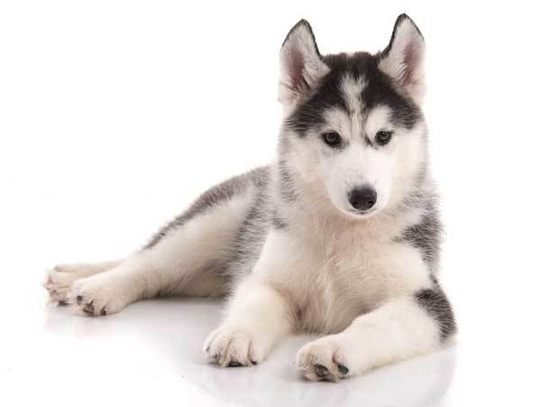 husky dog origin