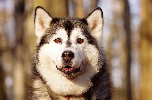 Husky Breed History