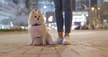 15 Tips for Walking Your Dog at Night