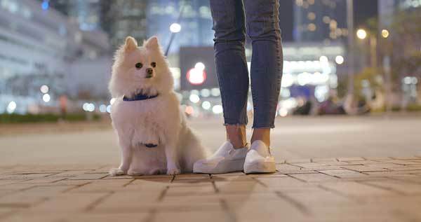tips for walking dog at night
