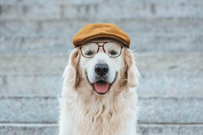 Make Your Dog More Intelligent