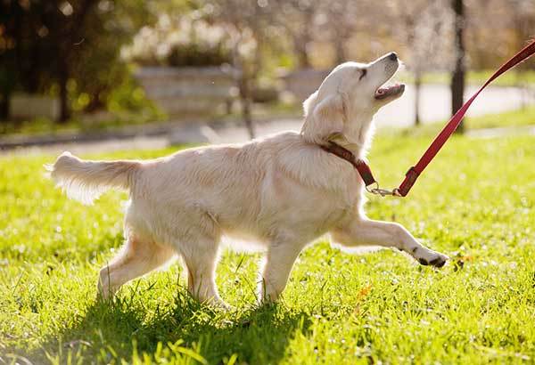 Neutering and Spaying to make your dog live longer