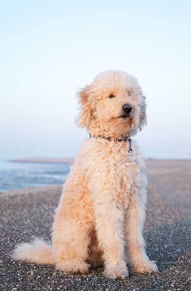 goldendoodle sitting