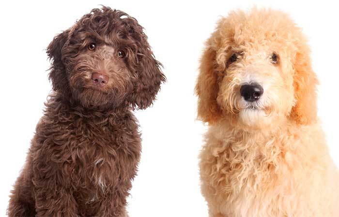 labradoodle poodle mixes