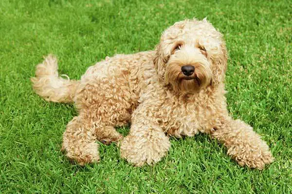 labradoodle sitting