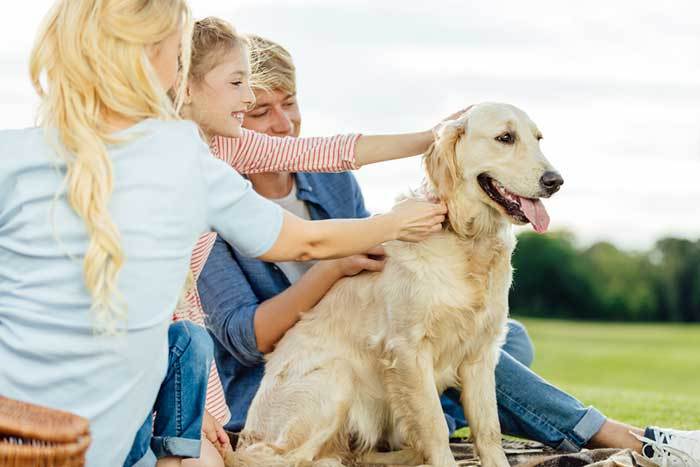 dog calm around strangers