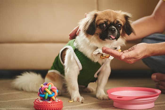 best treat dispensing dog toys