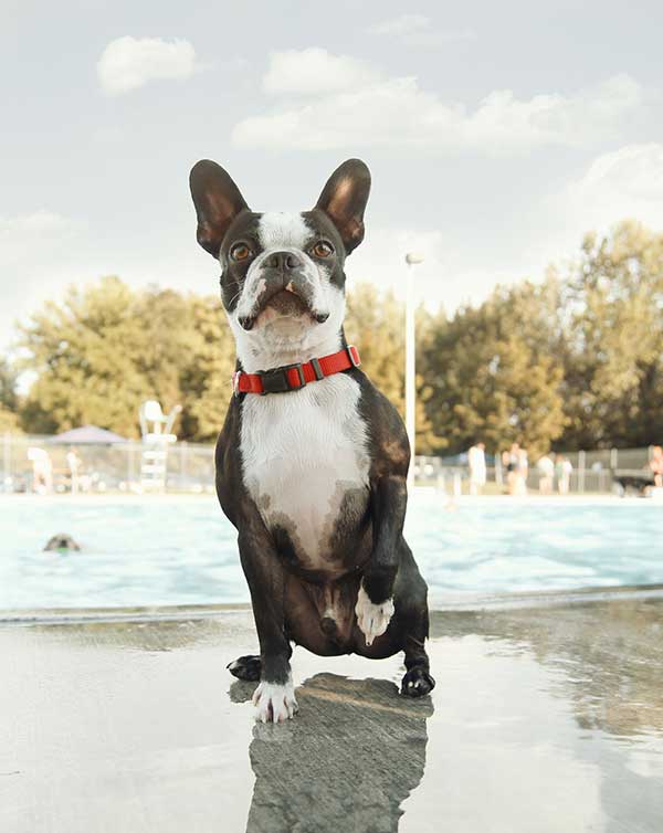 Boston Terrier at swimming pool