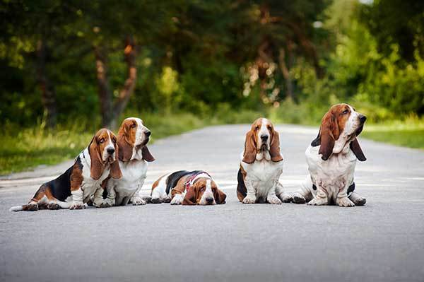 basset hound origin