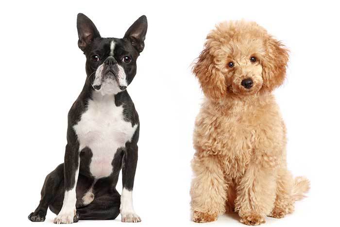A Complete Guide To The Bossi-Poo (Boston Terrier Poodle Mix) With Pictures