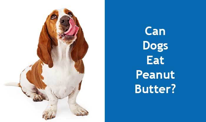 is peanut butter bad for dogs