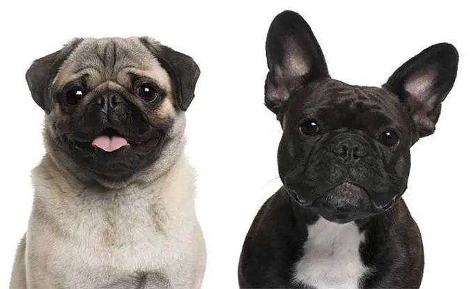 All About The French Bulldog Pug Mix (Frenchie Pug)