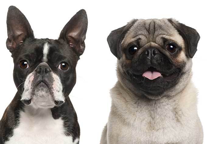 boston terrier compared to pug