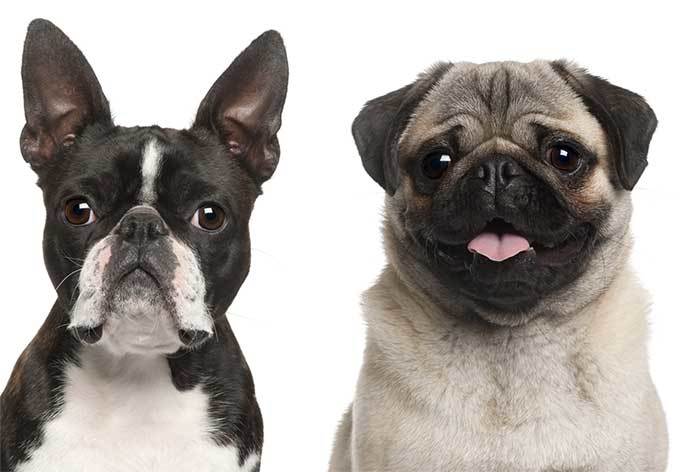 boston terriers vs pugs what is the difference