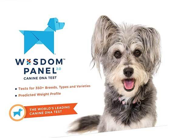 wisdom panel dog dna test full review