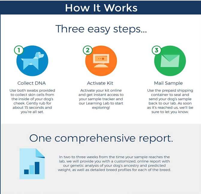 how wisdom panel dog dna test kit works