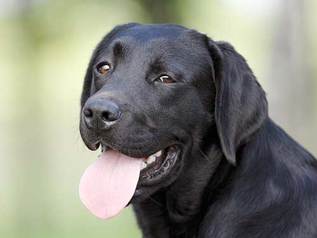 Black Dog Names - 500+ Awesome Ideas For Black Furbabies