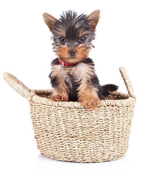 Small Yorkie Guide