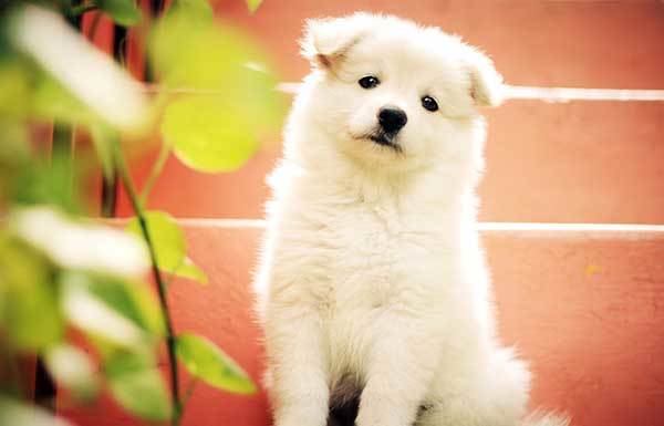 german names for white dogs