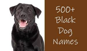 Black Dog Names - 500+ Awesome Ideas For Black Furbabies
