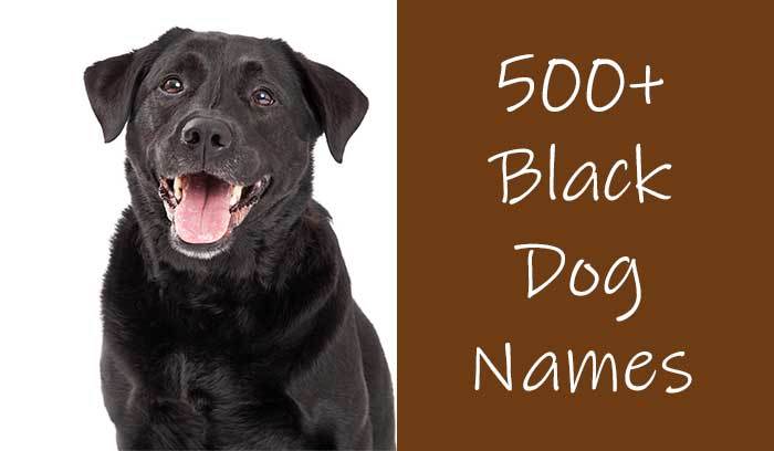 dog names for black dogs