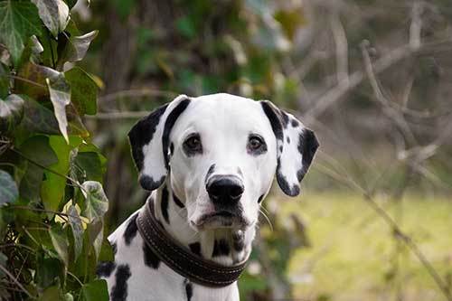 Dalmatian Dog