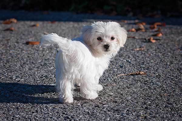 white puppy on street