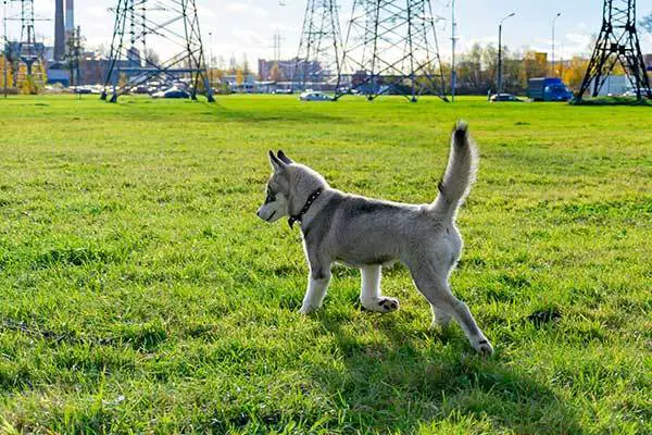 How big is a Mini Husky full grown?