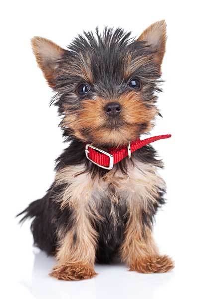 Miniature Yorkie