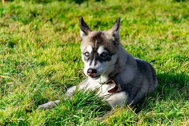 Miniature Husky - Is This Mini Husky The Perfect Choice For You?