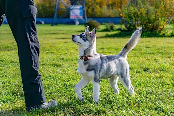 miniature siberian husky