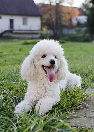 poodle dog in a park