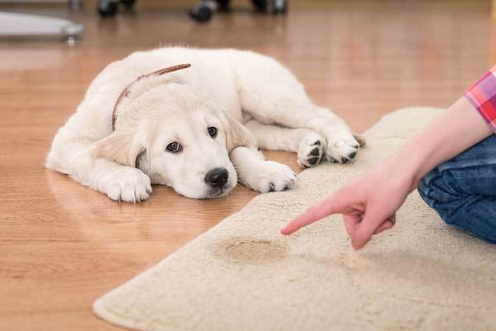 how to stop a dog from urinating indoors