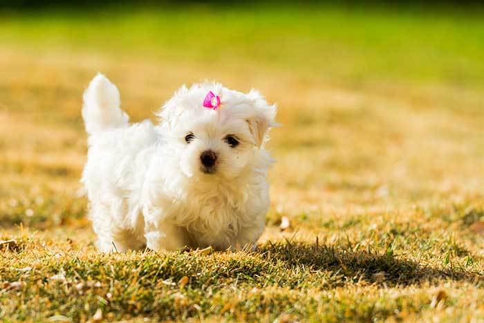 Everything You Need To Know About The Teacup Maltese