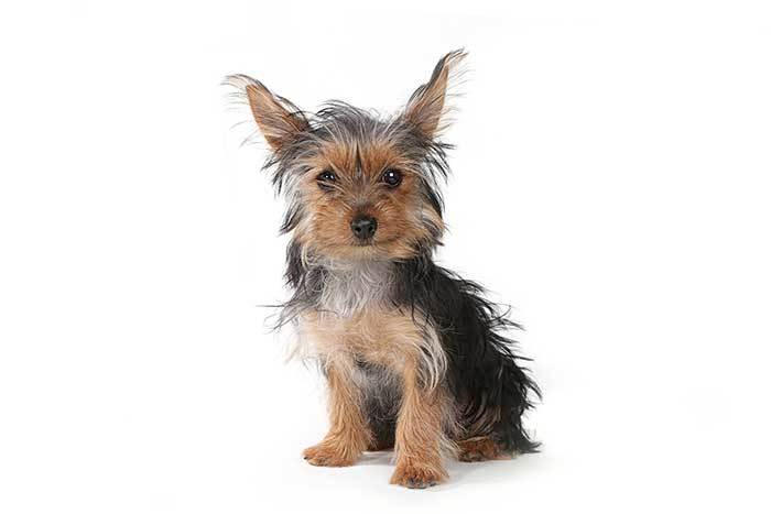 Teacup Yorkie – Is This Mini Yorkie The Perfect Choice For You?