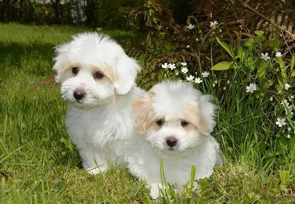 2 white puppies