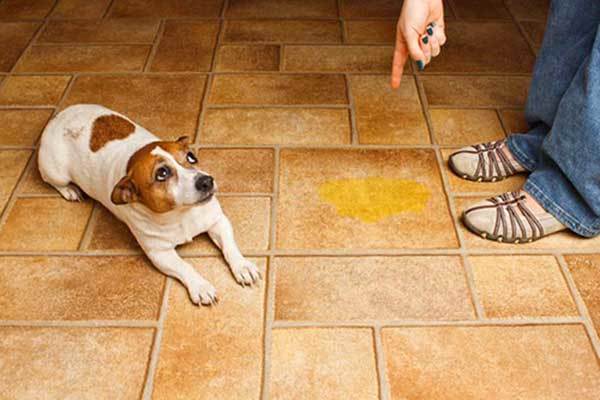 tips to train puppy not to pee inside home