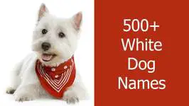 White Dog Names - The Ultimate List (500+ Awesome Names)