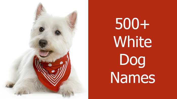 White Dog Names The Ultimate List 500 Awesome Names Whether you prefer classic or unique, here's 500 she's named after the first mammal to orbit earth — a stray dog named laika. white dog names the ultimate list