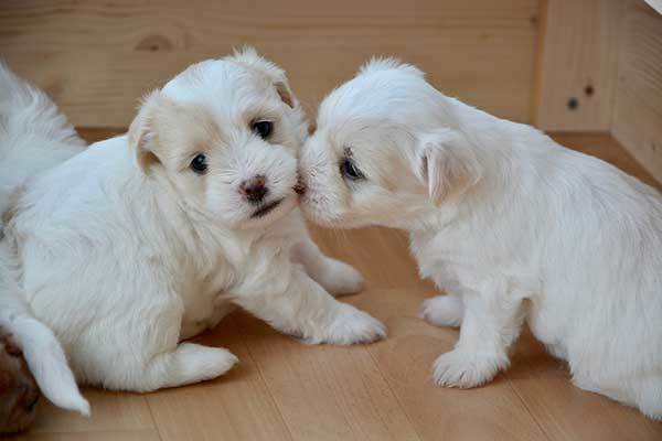 name ideas for white puppies