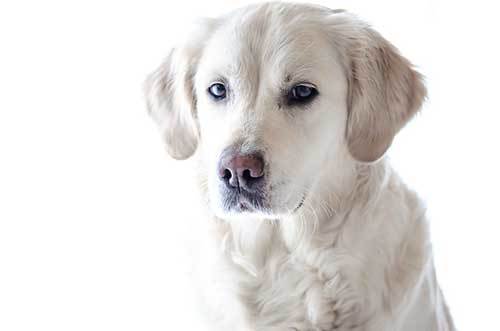 white golden retriever dog names