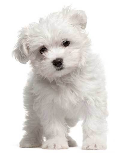 cute white Maltese puppy