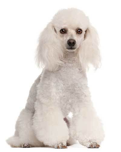 standard white poodle dog