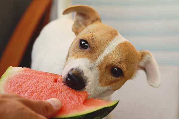 dog eating watermelon in hot summer day