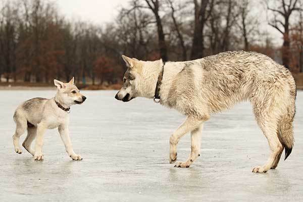 What Does a Tamaskan Dog Look Like?