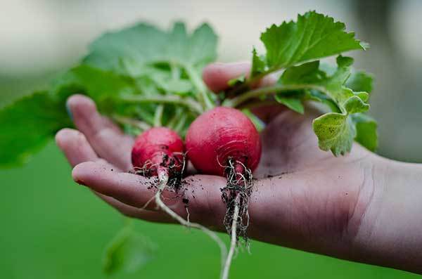 can my dog eat radishes?