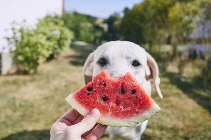 can dogs have watermelon